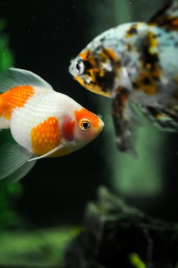 Pearl scale oranda and japanese shubunkin clipart