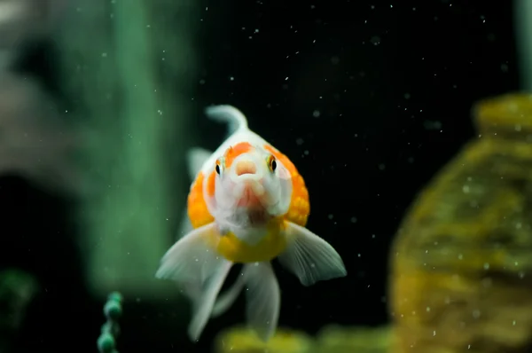 Pearl scale oranda with mouth open — Stock Photo, Image