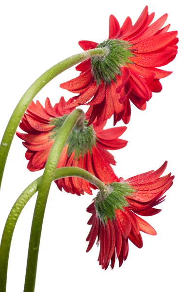 Tres flores rojas de gerberas vistas desde atrás — Foto de Stock