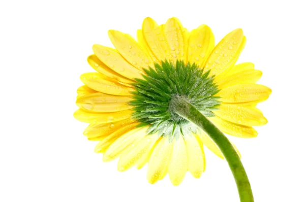 Один желтый цветок герберы экстремальный вид сзади — стоковое фото