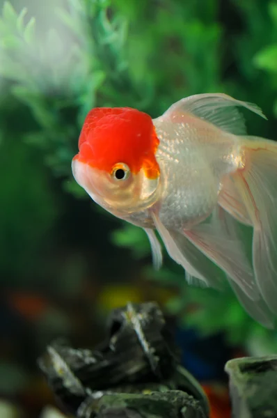 Röd mössa oranda simning — Stockfoto