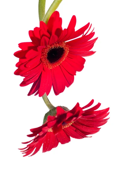 Дві червоні квітки гербери зверху — стокове фото