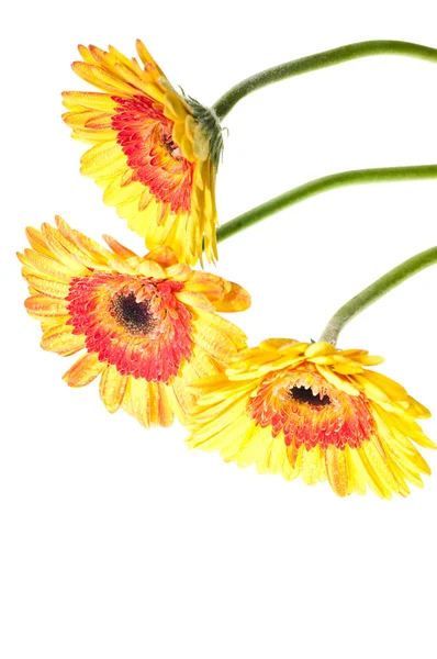 Tres flores amarillas de gerberas anaranjadas — Foto de Stock