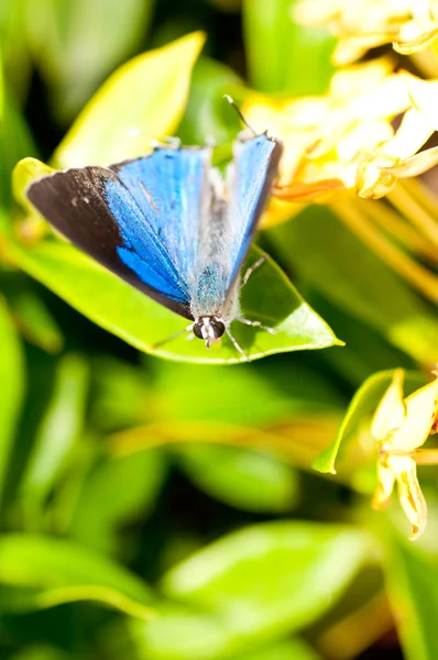 Mavi kelebek yakın çekim — Stok fotoğraf
