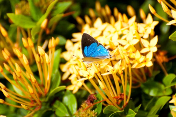 Mariposa azul sobre flor amarilla salvaje — Foto de Stock