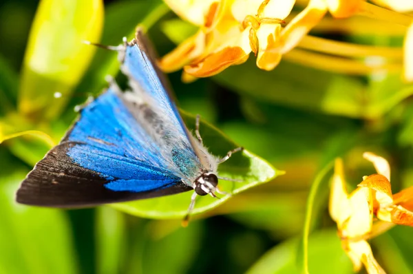 Mavi kelebek yakın çekim — Stok fotoğraf