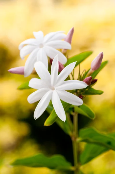 Jasmínový květ — Stock fotografie