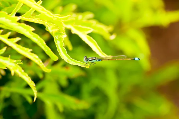Small blue dragonfly — Stock Photo, Image