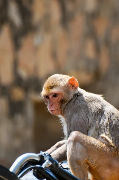 Mono en una moto de cerca — Foto de Stock