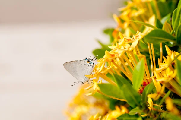 Small butterfly on yellow flowers — Stock Photo, Image