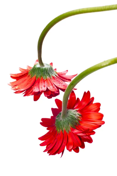 Dos colgando flor de gerberas rojas desde la parte superior — Foto de Stock