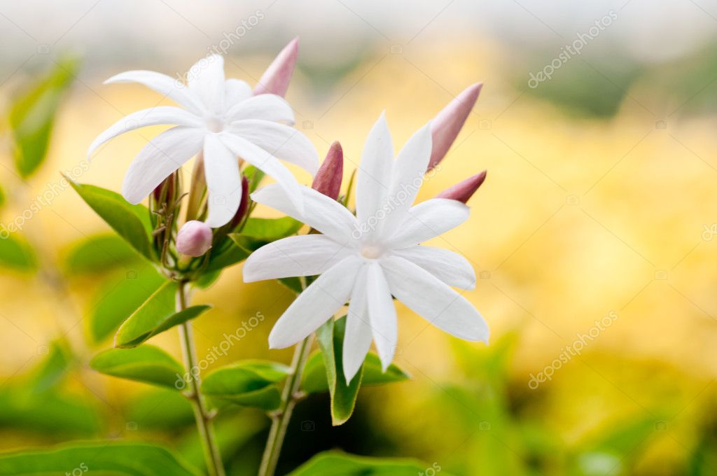 White Jasmine flowers close up Stock Photo by ©calvste 12013838