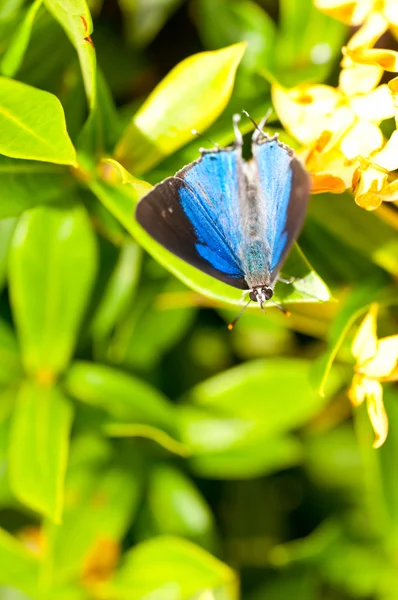 Mariposa azul y negra — Foto de Stock