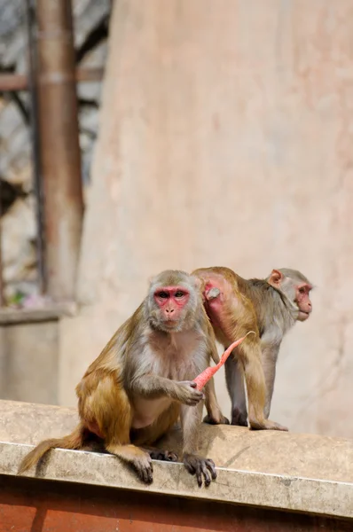 猴子吃一根胡萝卜在印度 — Φωτογραφία Αρχείου