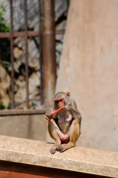 Μαϊμού απολαμβάνοντας ένα καρότο στην Ινδία — Φωτογραφία Αρχείου
