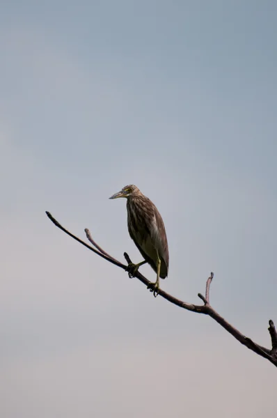 Pond heron on a branch — Stock Photo, Image