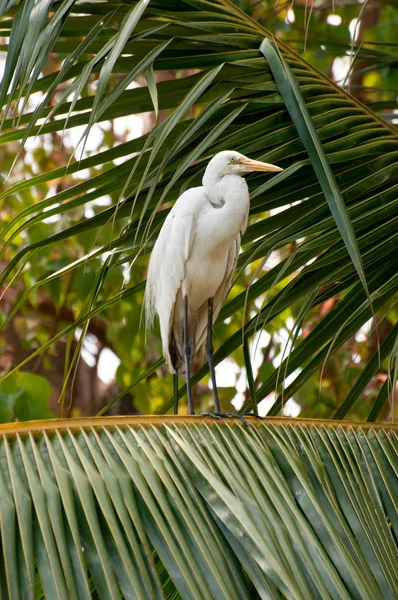 ココナッツの木の白い白鷺 — ストック写真