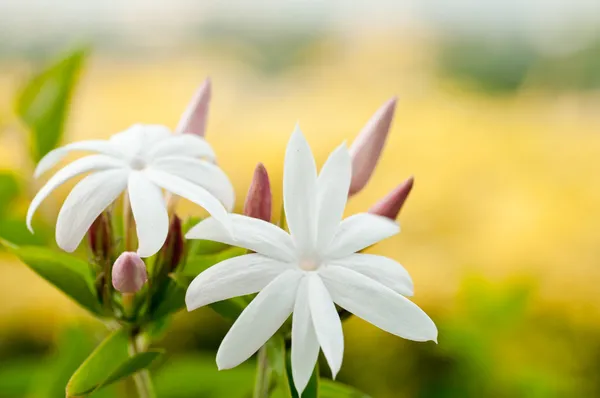 Fehér jázmin virágok Stock Kép