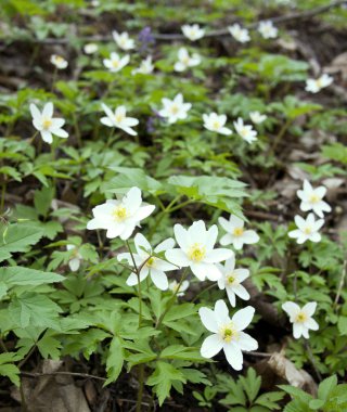 Mayıs campanula'lar.