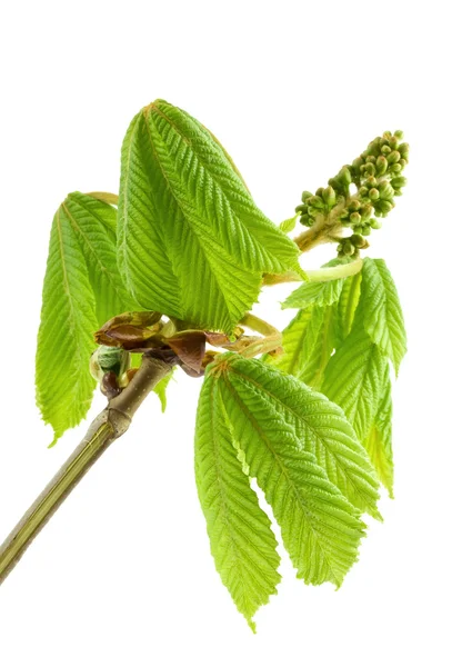 Chestnut branch with fresh green leaves. — Stock Photo, Image