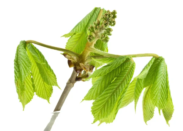 Chestnut branch with green leaves and buds. — Stock Photo, Image