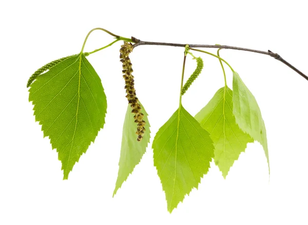 Ramo di betulla con foglie verdi fresche . — Foto Stock