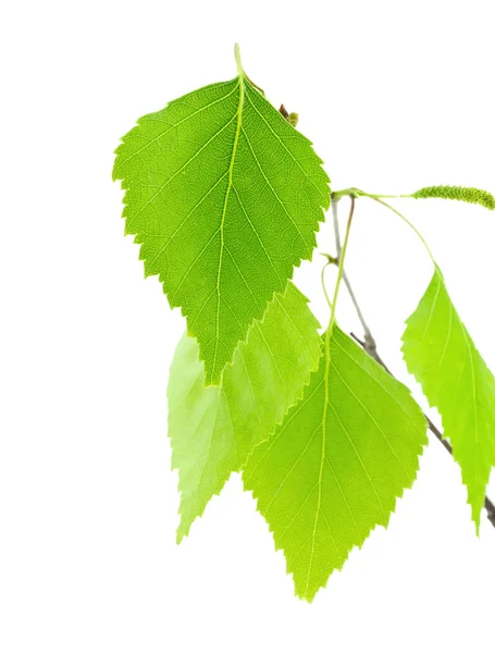 Bříza větev se zelenými listy. — Stock fotografie