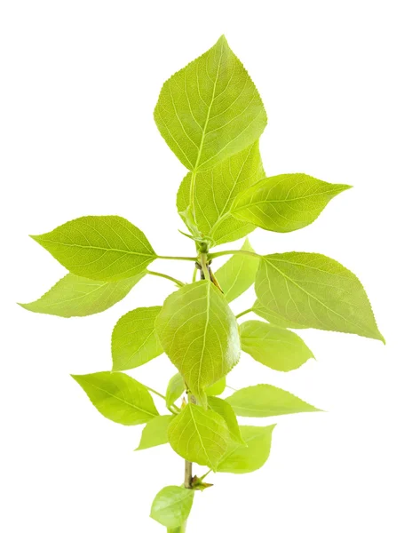 Rama de Popla con hojas verdes . —  Fotos de Stock