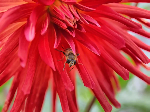 Bien, der samler nektar på en rød blomst . - Stock-foto