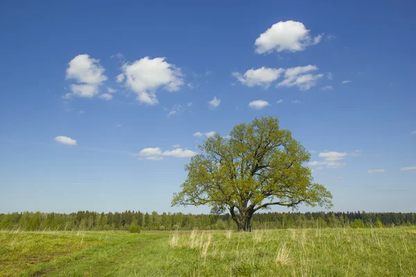 Single old oak with fresh leaves. Stock Image