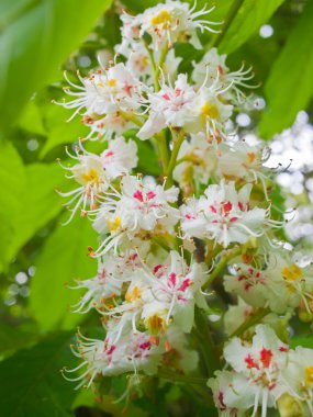 closeup kestane blossoming.