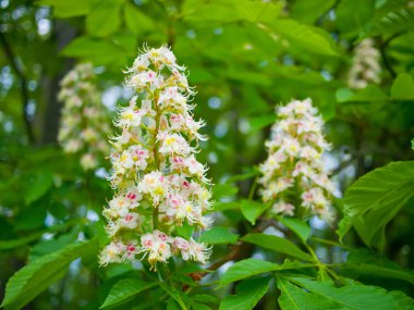 Blossoming chestnuts. clipart