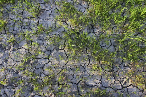 Grønt gress og sprekker i den tørre jorden . – stockfoto