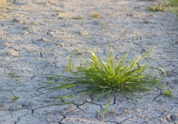 Bush of green grass and the dry earth. — Stock Photo, Image