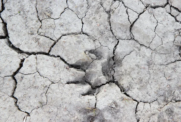Dog trace on the dry earth with cracks. — Stock Photo, Image
