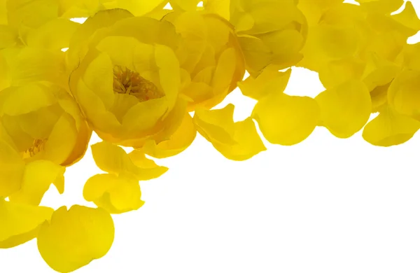 Flower yellow frame. — Stock Photo, Image