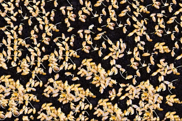 stock image Wheat sprouts on the black earth.