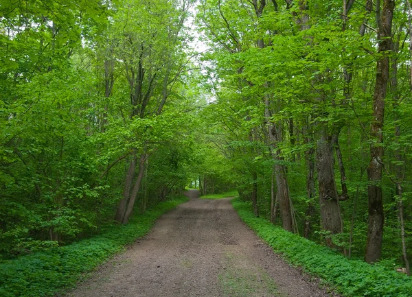 A path in maple park in the spring. — Stock Photo, Image