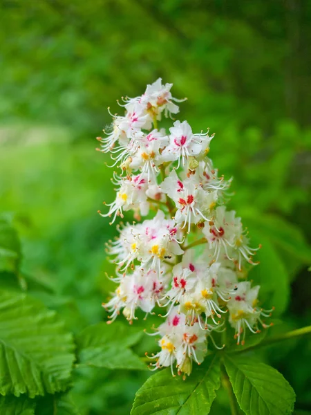 Blossoming nice chestnut. — Stock Photo, Image