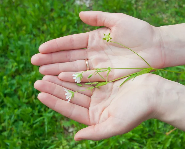 Delicate veld flower in vrouwelijke handen met een trouwring. — Stockfoto