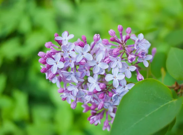 Branch with flowers and lilac leaves. — Stock Photo, Image