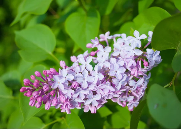 Branch of lilac. — Stock Photo, Image