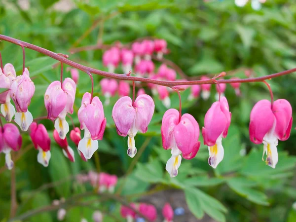 정원에서 아름 다운 꽃. — 스톡 사진