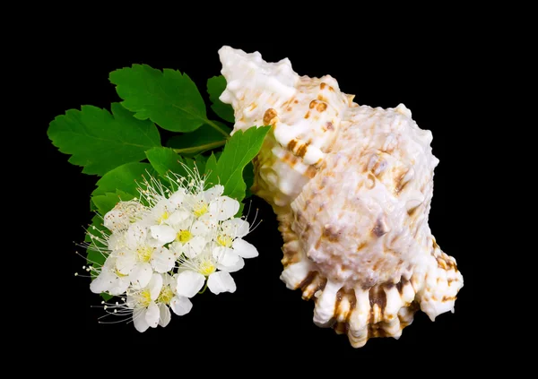 白い花と海ザルガイの殻の分岐. — ストック写真