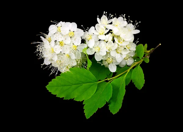 Branch of white flowers on black. — Stock Photo, Image