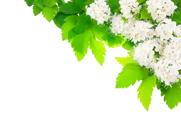 Flores blancas marco horizontal angular . — Foto de Stock