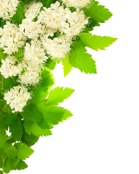 Weiße Blüten eckigen vertikalen Rahmen. — Stockfoto