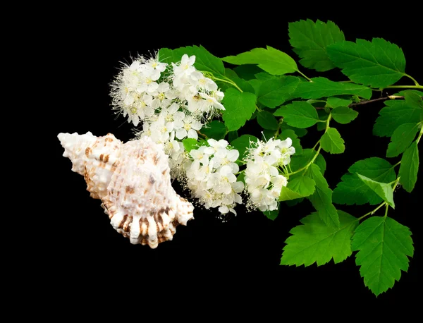 Branch of white flowers and sea cockleshell. — Stock Photo, Image