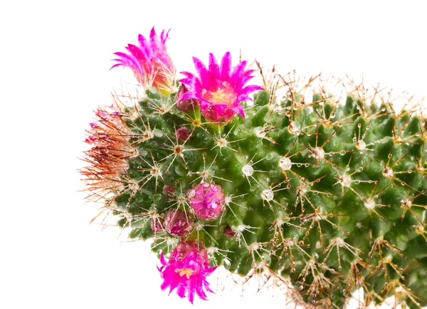 stock image Blossoming cactus.