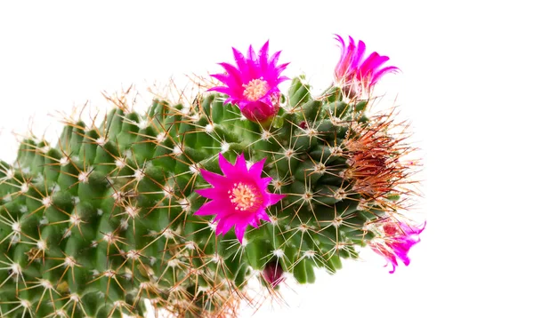 stock image Blossoming cactus.